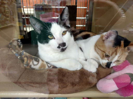 Pet Supply Store «PetSmart», reviews and photos, 291 Skokie Blvd, Northbrook, IL 60062, USA