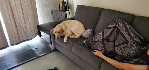 Pet Supply Store «PetSmart», reviews and photos, 7290 W Bell Rd, Glendale, AZ 85308, USA