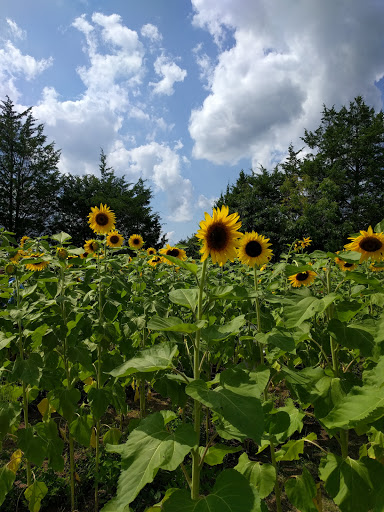 Tourist Attraction «Burnside Farms - Flower Fields», reviews and photos, 15441 Haymarket Dr, Haymarket, VA 20169, USA