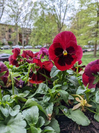 History Museum «Conrad-Caldwell House», reviews and photos, 1402 St James Ct, Louisville, KY 40208, USA