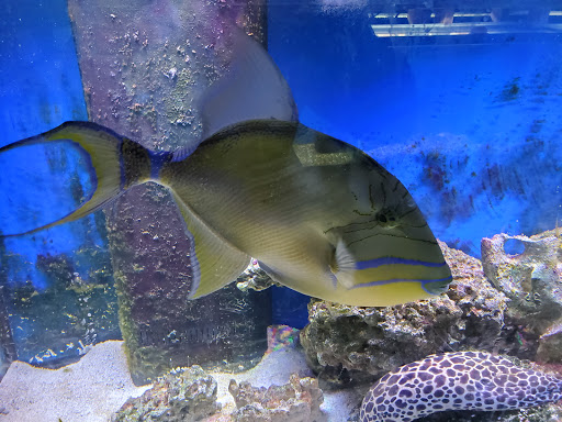 Pet Store «Pet Paradise», reviews and photos, 307 Kellam Rd, Virginia Beach, VA 23462, USA