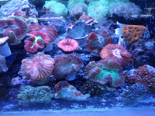 Tropical Fish Store «BluReef Aquarium», reviews and photos, 2198 Flatbush Ave, Brooklyn, NY 11234, USA
