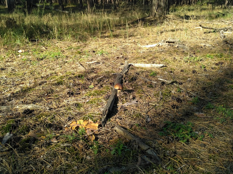 Активний відпочинок в парку