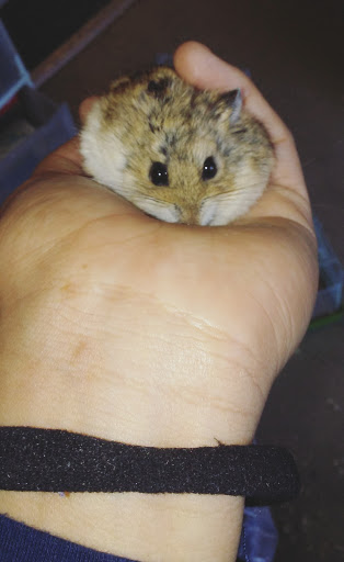 Pet Store «La Selva Pet Shop», reviews and photos, 3721 Tweedy Blvd, South Gate, CA 90280, USA