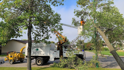 A Cut Above Tree Removal