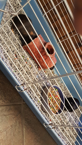 Pet Store «Critter Pet Shop», reviews and photos, 19309 Ecorse Rd, Allen Park, MI 48101, USA