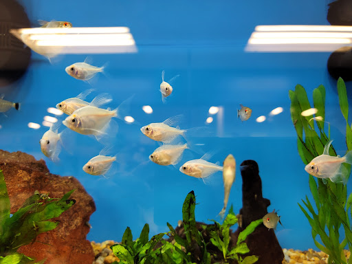 Pet Supply Store «Petco Animal Supplies», reviews and photos, 3537 Washtenaw Ave, Ann Arbor, MI 48104, USA