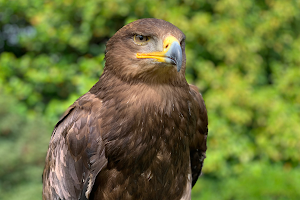 UK Owl and Raptor Centre image