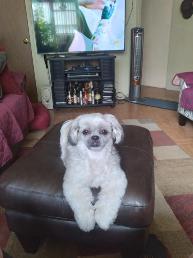 Pet Supply Store «PetSmart», reviews and photos, 238 Atlantic Ave, Brooklyn, NY 11201, USA