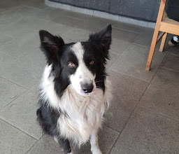 Blooming ONION photo