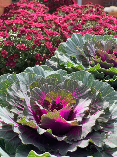 Farm «Sun High Orchards», reviews and photos, 19 Canfield Ave, Randolph, NJ 07869, USA