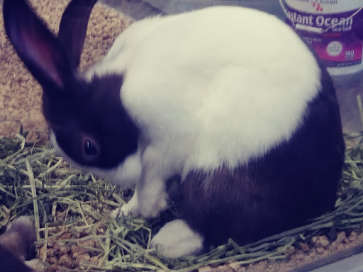 Pet Groomer «We Lov Pets», reviews and photos, 3853 Northpointe Dr, Zanesville, OH 43701, USA