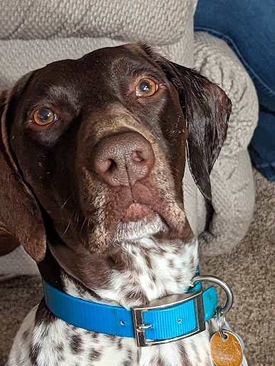 Cottonwood Veterinary Clinic LLC