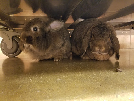 Pet Supply Store «PetSmart», reviews and photos, 482 Stillwater Ave Ste 2A, Bangor, ME 04401, USA