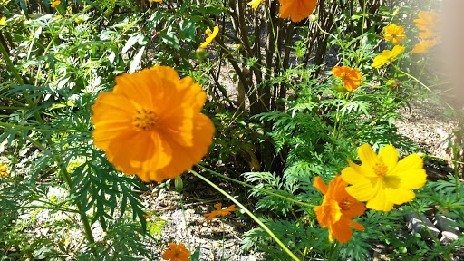 Botanical Garden «Heathcote Botanical Gardens», reviews and photos, 210 Savannah Rd, Fort Pierce, FL 34982, USA
