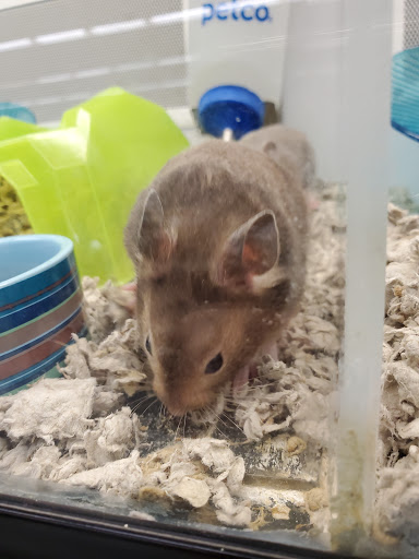 Pet Supply Store «Petco Animal Supplies», reviews and photos, 3165 Alpine Ave NW g, Walker, MI 49544, USA