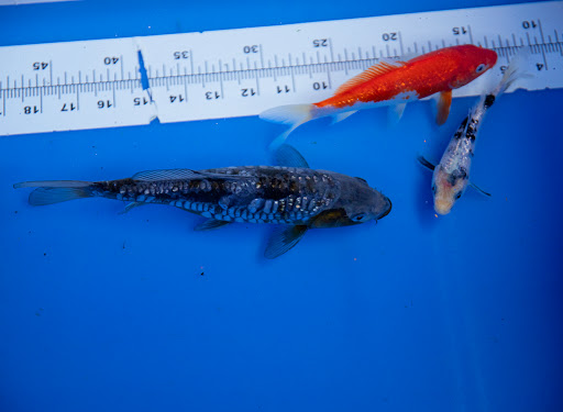 Pond Fish Supplier «The Funky Koi. Pet, Pond, Water Garden, Equine and Farm Supplies», reviews and photos, 41 Porter St, Berkley, MA 02779, USA