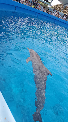 Tour Agency «Miami Swim With Dolphin Tours», reviews and photos, 247 SW 8th St, Miami, FL 33130, USA