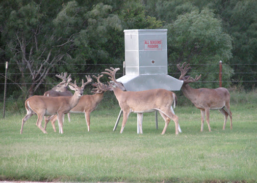 Manufacturer «All Seasons Feeders», reviews and photos, 8424 US Hwy 87 E, San Antonio, TX 78263, USA