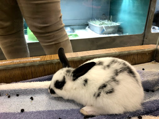 Pet Store «Wilmette Pet Center LLC», reviews and photos, 625 Green Bay Rd, Wilmette, IL 60091, USA