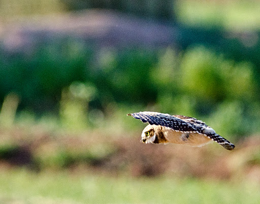 Park «Zanjero Park», reviews and photos, 3785 S Lindsay Rd, Gilbert, AZ 85297, USA