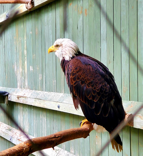 Environmental Organization «VINS Nature Center», reviews and photos, 6565 Woodstock Rd, Quechee, VT 05059, USA