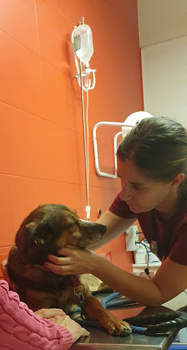 Pensioni per cani e dog hotel a Clinica Veterinaria Karel