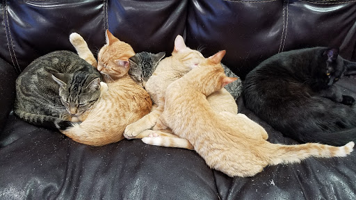 Pet Supply Store «Animal House Pet Supplies», reviews and photos, 733 Phillips Blvd, Sauk City, WI 53583, USA