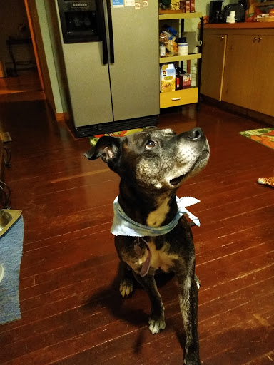 Pet Supply Store «Petco Animal Supplies», reviews and photos, 101 Hale Rd, Manchester, CT 06042, USA