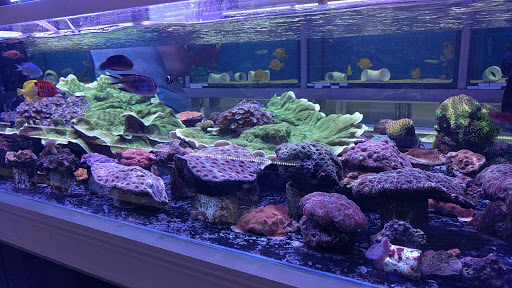Tropical Fish Store «BluReef Aquarium», reviews and photos, 2198 Flatbush Ave, Brooklyn, NY 11234, USA