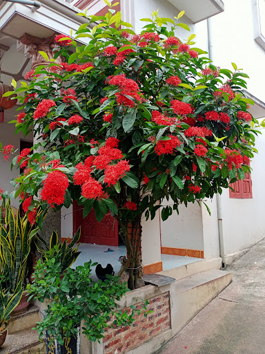Lê Nguyễn Nhật Anh