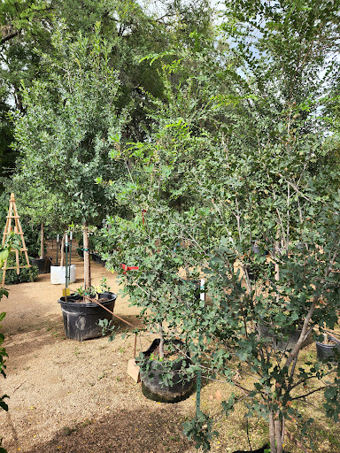 Landscaper «Wilson Landscape Nursery and Florist», reviews and photos, 14650 Bandera Rd, Helotes, TX 78023, USA