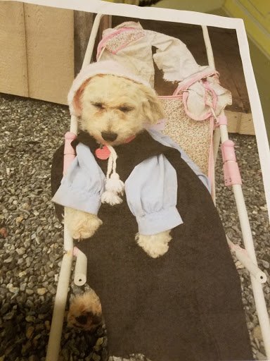 Pet Supply Store «Petco Animal Supplies», reviews and photos, 2522 W Moreland Rd, Willow Grove, PA 19090, USA