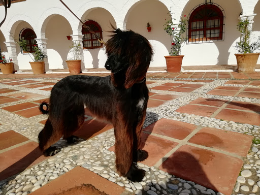 Centro Veterinario Fuengirola Pueblo López en Fuengirola