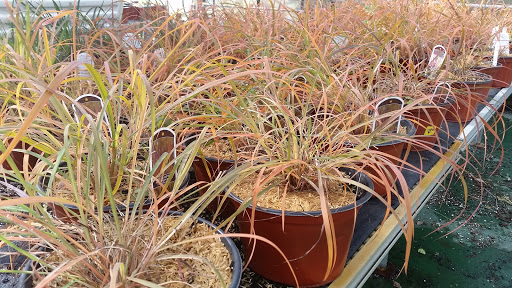 Florist «Dutch & Olgas Greenhouse», reviews and photos, 1285 NJ-36, Hazlet, NJ 07730, USA