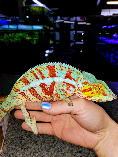 Pet Store «Bluewater Zoo Exotic Aquariums & Reptiles», reviews and photos, 159 Miracle Strip Pkwy SE, Fort Walton Beach, FL 32548, USA