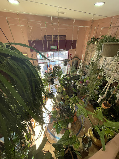 Speak in Plants
