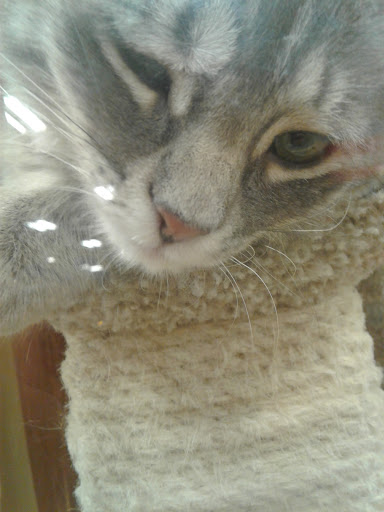 Pet Supply Store «PetSmart», reviews and photos, 2325 S Stemmons Fwy, Lewisville, TX 75067, USA