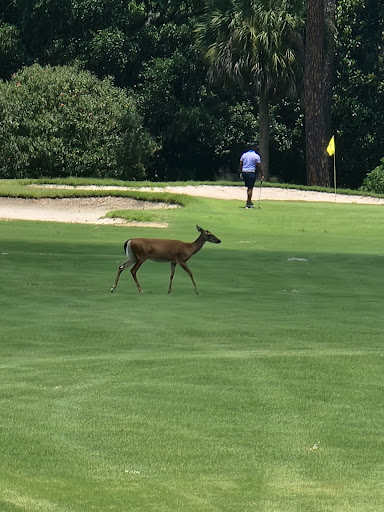 Golf Club «Jekyll Island Golf Club», reviews and photos, 322 Captain Wylly Rd, Jekyll Island, GA 31527, USA