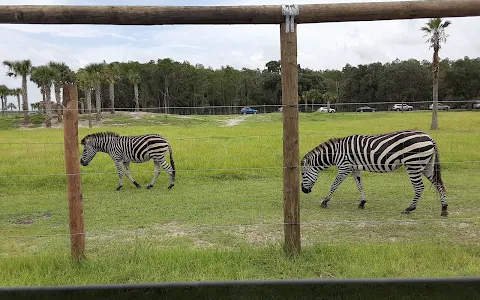 Wild Florida Drive-thru Safari Park image