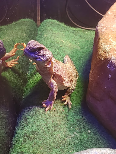 Pet Store «A Family Pet Center», reviews and photos, 6230 N Lockwood Ridge Rd, Sarasota, FL 34243, USA