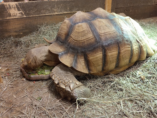 Pet Store «Just Pets», reviews and photos, 393 NY-5, Irving, NY 14081, USA