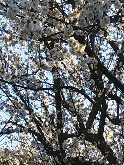 練馬区立中ノ宮竹林公園