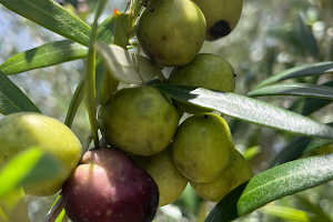 The Olive Grove image
