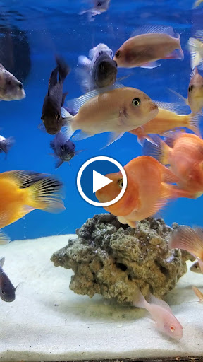 Pet Supply Store «Aquariums and Reptiles», reviews and photos, 11400 S Cleveland Ave, Fort Myers, FL 33907, USA