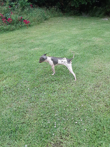 Pet Boarding Service «Ohana Pet Resort», reviews and photos, 25 N Grove St, Merritt Island, FL 32953, USA