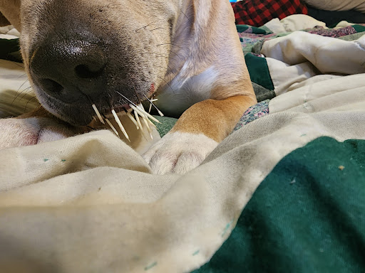 Bear River Veterinary Clinic