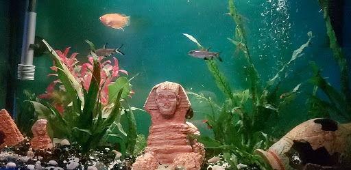 Pet Supply Store «PetSmart», reviews and photos, 15555 E 14th St, San Leandro, CA 94578, USA