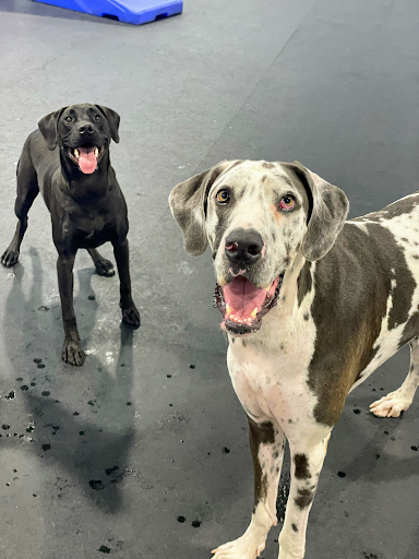 Pet Store «Bark Life Market», reviews and photos, 11220 Park Blvd N, Seminole, FL 33772, USA