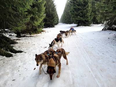 Baptême Chiens Traîneau Evasion Super Besse à Besse-et-Saint-Anastaise